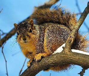 Ruda, Wiewiórka, Gałąź