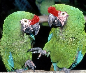Dwie, Papugi, Zielone