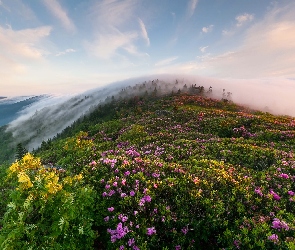 Góry, Kwiaty, Mgła, Lasy