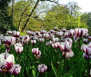 Park, Tulipany