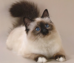 Kot syjamski, Oczy, Niebieskie