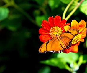 Pomarańczowy, Kwiat, Motyl