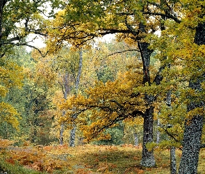 Las, Jesień, Paprocie, Drzewa