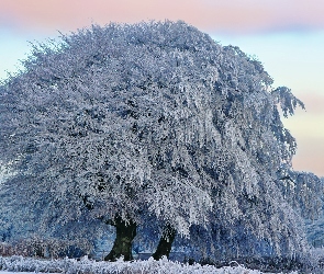 Pola, Zima, Drzewa, Ośnieżone