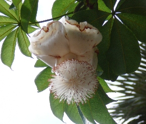 Kwiat, Adansonia Digitata, Baobabu