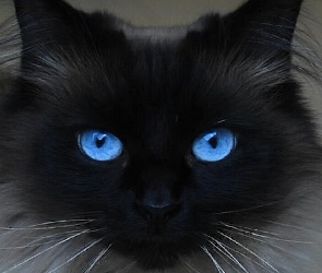 Oczy, Niebieskie, Czarny, Kot