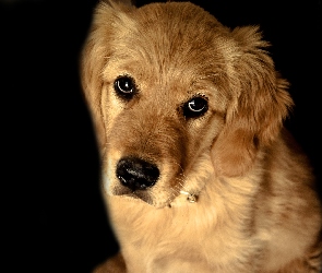 Smutne, Spojrzenie, Golden Retriever