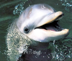 Delfin, Woda