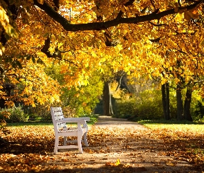 Park, Jesień, Drzewa, Liście, Ławka