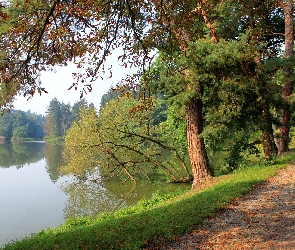 Droga, Drzewa, Jezioro