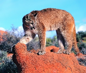 Puma, Kamień