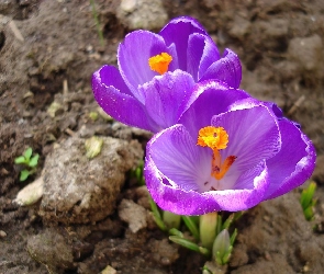 Krokusy, Ziemia