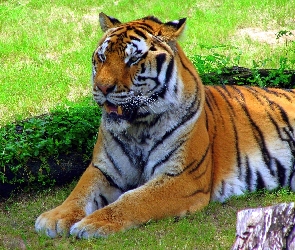 Leżący, Tygrys