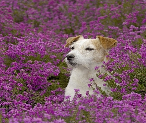 Łąka, Terrier, Jack, Russell, Kwiaty