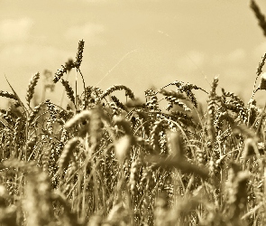 Sepia, Zboże