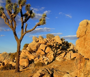 Stany Zjednoczone, Kalifornia, Jukka krótkolistna, Skały, Drzewo Jozuego, Park Narodowy Joshua Tree