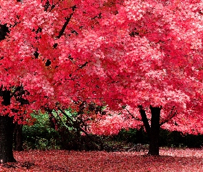 Park, Jesień, Liście, Kolorowe, Drzewa