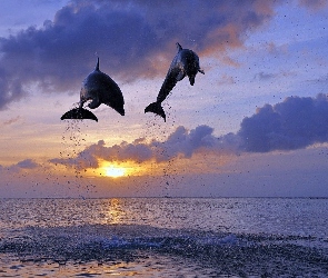 Dwa, Słońca, Zachód, Delfiny