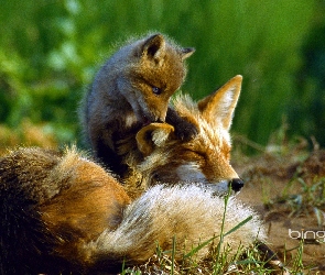 Mama, Lisek, Mały, Lis