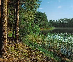 Szuwary, Jezioro, Las, Sosnowy