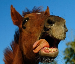 Koń, Zęby, Język, Głowa