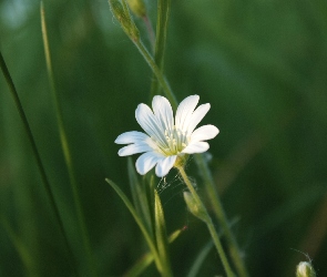 Mały, Rogownica Polna, Kwiatek, Biały