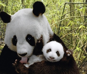 Pandy, Małe, Mama, Miś