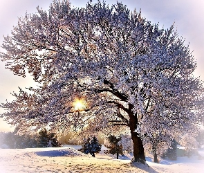 Promienie, Zima, Drzewo, Słońca