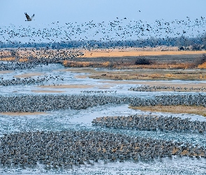 Ptaki, Mokradła