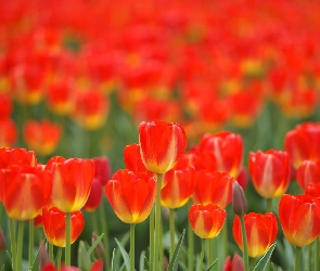 Żółte, Tulipany, Czerwono