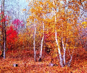 Las, Jesień, Brzozy