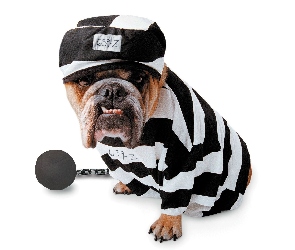 Czapka, Więzień, Buldog