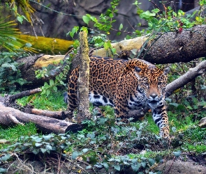 Jaguar, Drzewa, Powalone