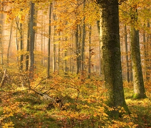 Las, Drzewa, Jesień