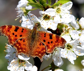 Motyl, Pomarańczowy, Białe, Kwiaty