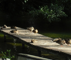 Pomost, Rzeka, Kaczki