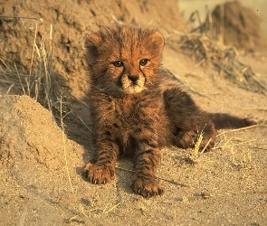 Mały, Gepard