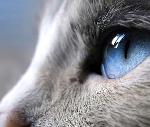 Oko, Błękitne, Kot, Szary