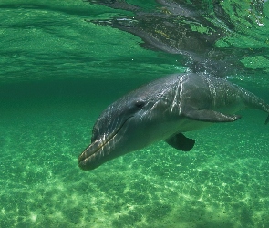 Delfin, Woda