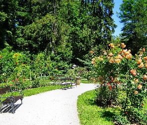 Ławeczki, Lato, Róże, Kwitnące, Park