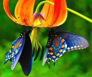 Kwiat, Motyle
