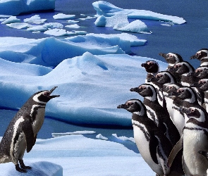 Przywódca, Pingwin