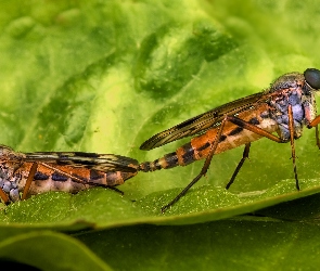 Muchy, Liść, Dwie