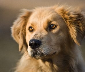 Mordka, Golden Retriever, Pies