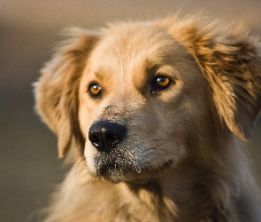 Pies, Golden Retriever, Mordka