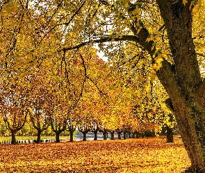 Barwy, Park, Drzewa, Liście, Jesieni