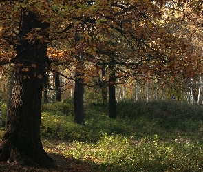 Drzewa, Jesień, Las