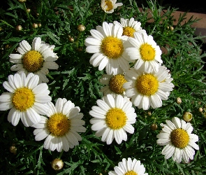 Rumianku, Kwiat