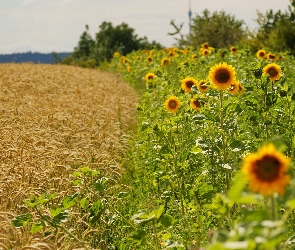 Zboża, Słoneczniki, Łany