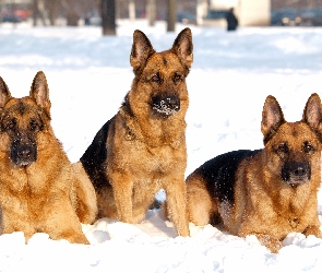 Niemieckie, Owczarki, Zima, Trzy